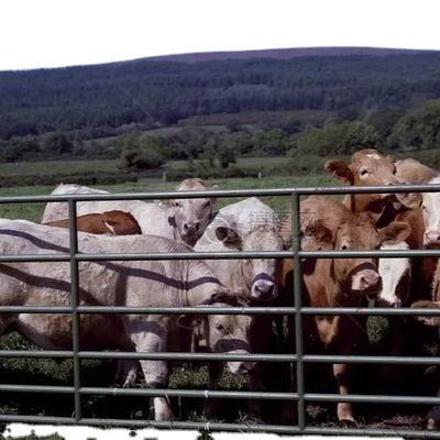 オーダーメイド 鉄鋼構造 迅速な設置の家禽屋