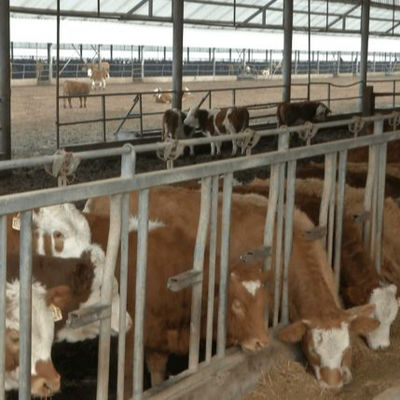 オーダーメイド 鉄鋼構造 迅速な設置の家禽屋