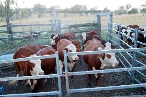 オーダーメイド 鉄鋼構造 迅速な設置の家禽屋