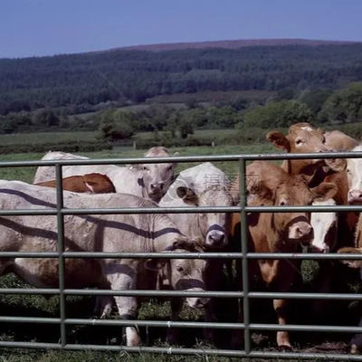 Steel Structure Building for Poultry House 15-21 Days Delivery